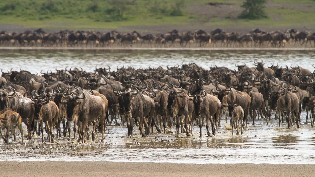 Ngorongoro  crater