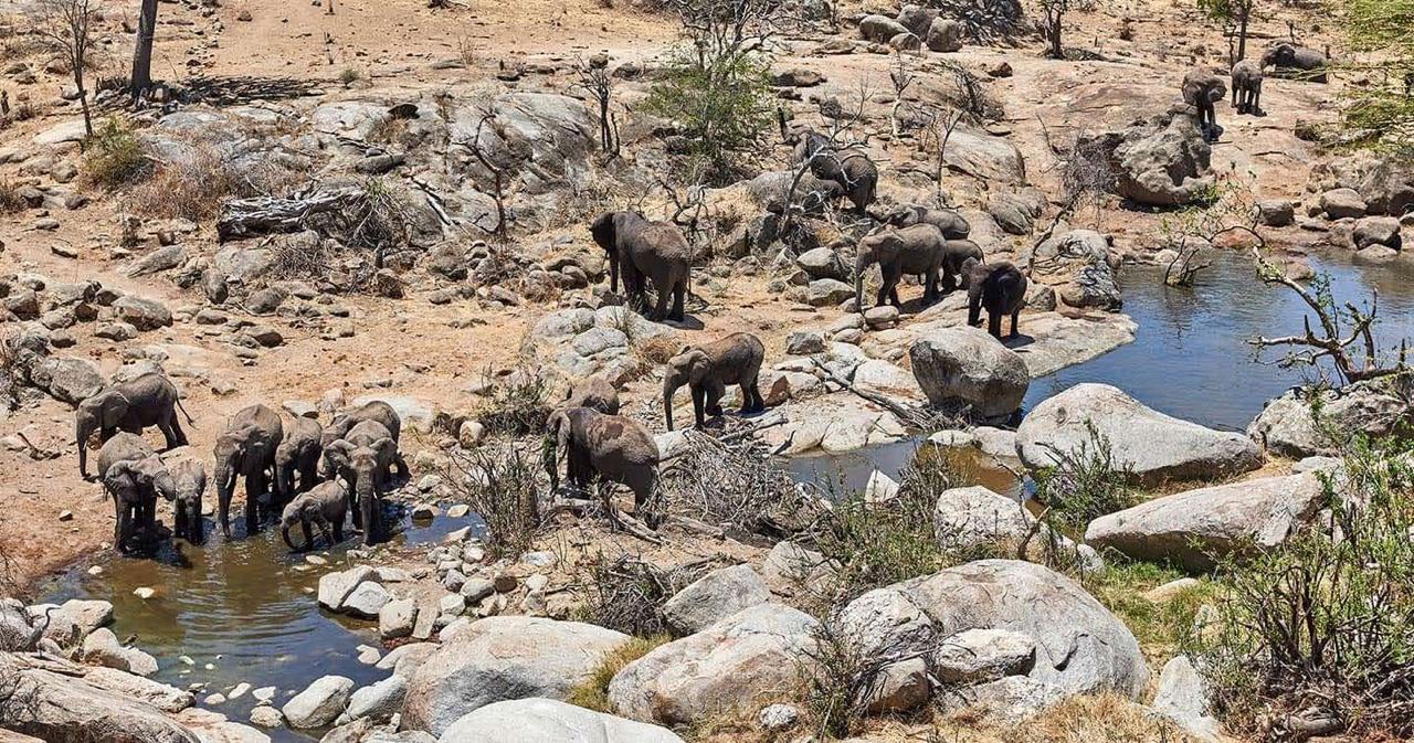 Great Wildebeest Migration