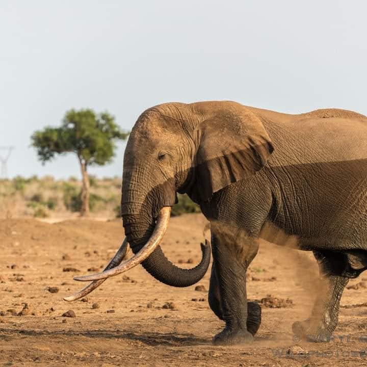 Tarangire National Park