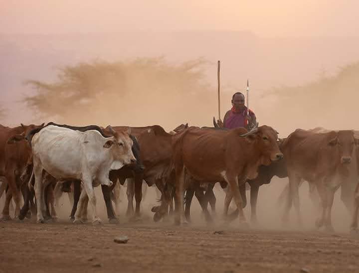 Ndutu Calving Season | The Ultimate Guide to Tanzania’s Great Migration Birth Season