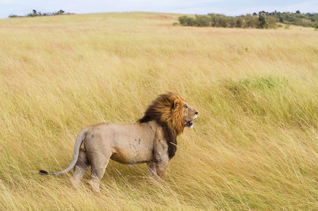 Kilimanjaro and Great Migration Safari | The Ultimate Tanzania Adventure Guide
