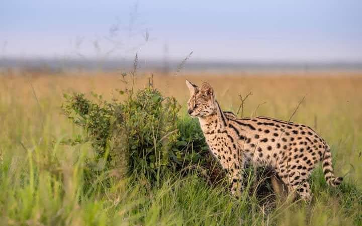 The Great Migration Guide | Witness Africa’s Greatest Wildlife Spectacle in Tanzania