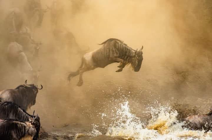 The Ultimate Tarangire Guide | Tanzania’s Elephant & Baobab Kingdom
