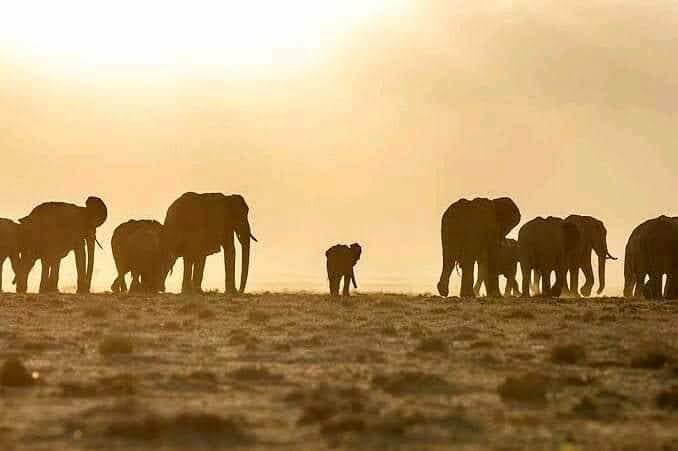 Experience the Wonders of Ngorongoro Crater: Tanzania’s Natural Wonder