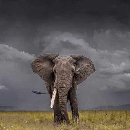 Queen Elizabeth  National Park