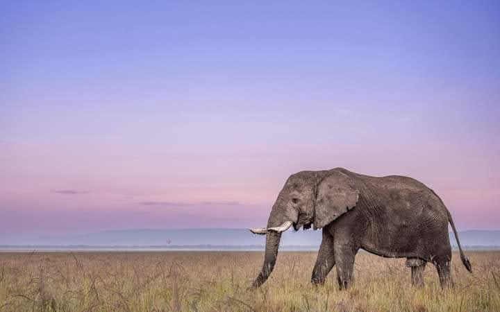 Serengeti Guide | The Complete Guide to Serengeti National Park, Tanzania