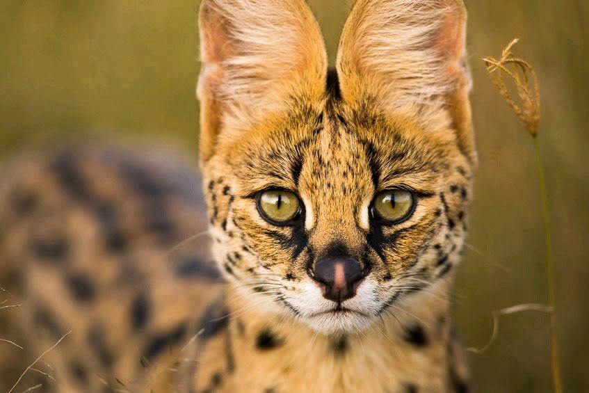 Best Time to Visit Serengeti Month by Month | Finding Your Perfect Window