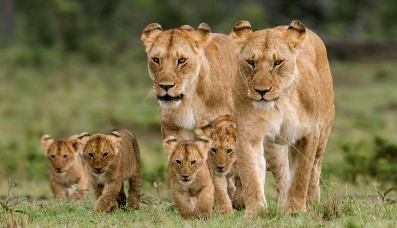 Amboseli National Park