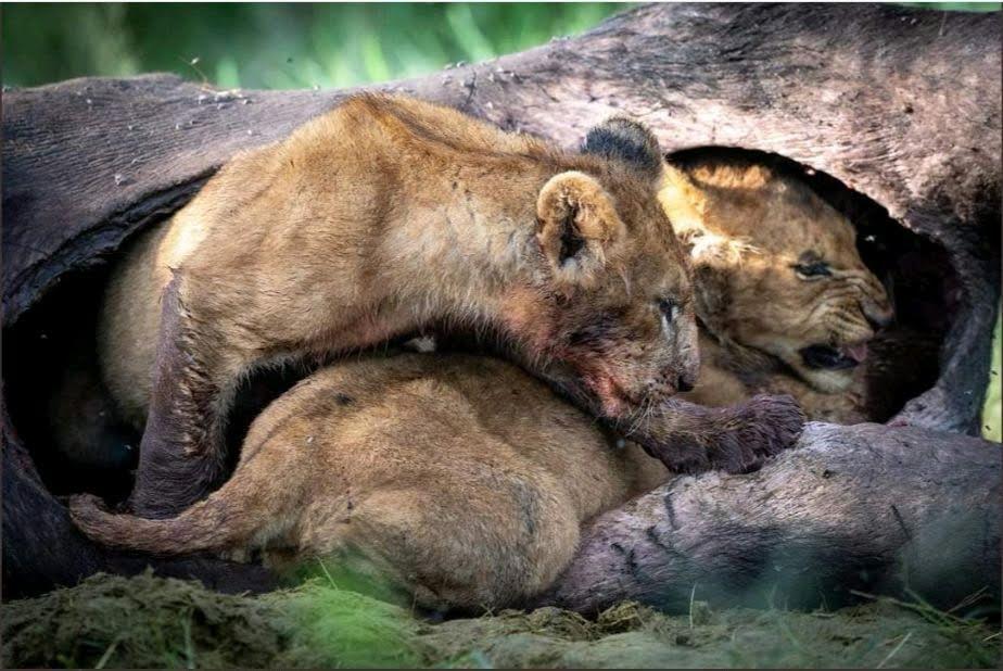 Where Is the Best Place to Stay in Serengeti?