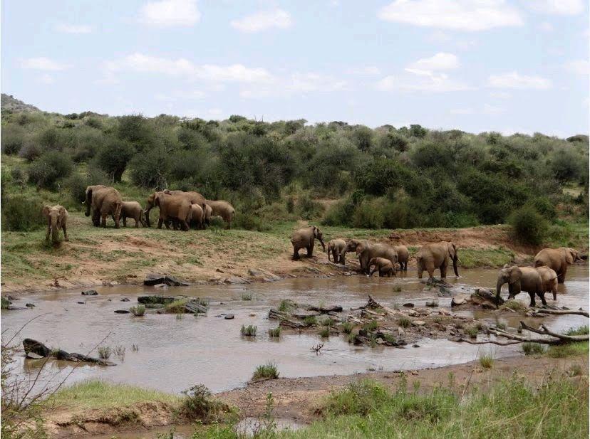 Night Game Drive in Tanzania | The Hidden Wilderness.