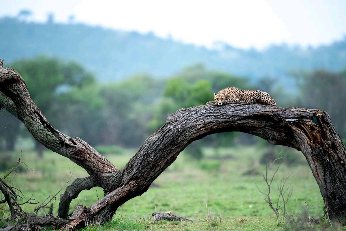 Luxury Safari Camp & Bush Dining