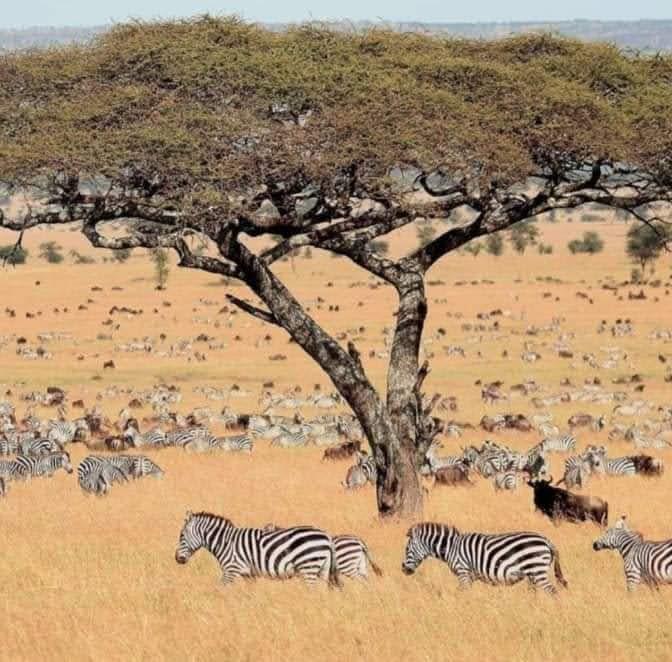 How to Choose the Best Safari Company in Tanzania | A Complete Guide