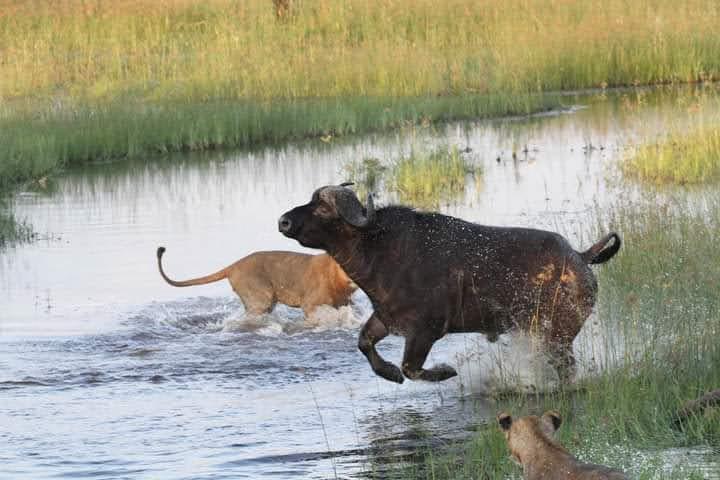 Discover the Wonders of Tanzania Safaris | The Ultimate Wildlife Guide.