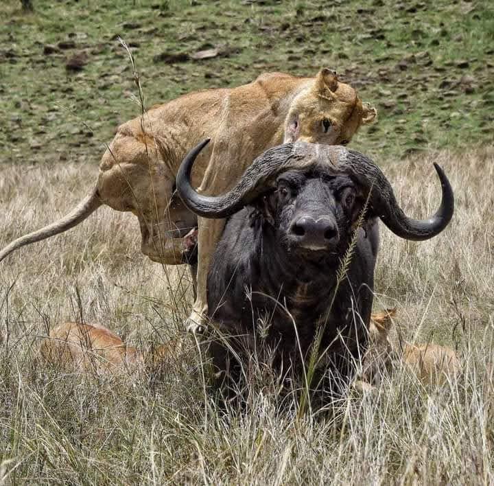 Top 10 Luxury Safari Lodges in Tanzania | Experience the Best Lodge Safari in Africa