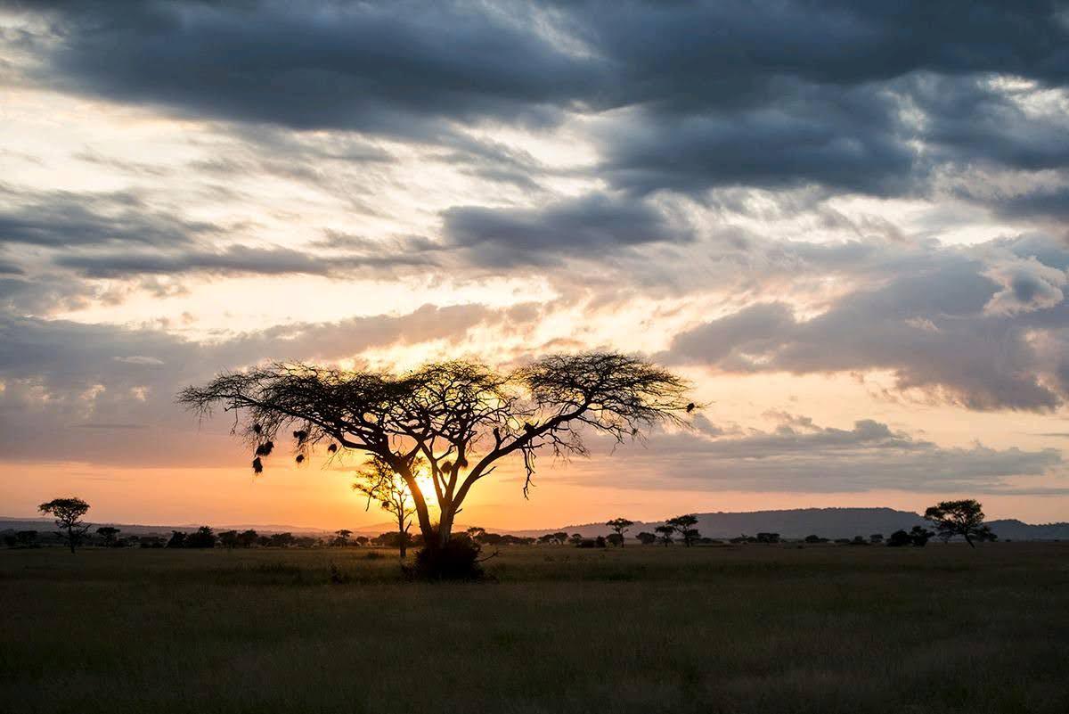 Airport Pickup Guide in Tanzania