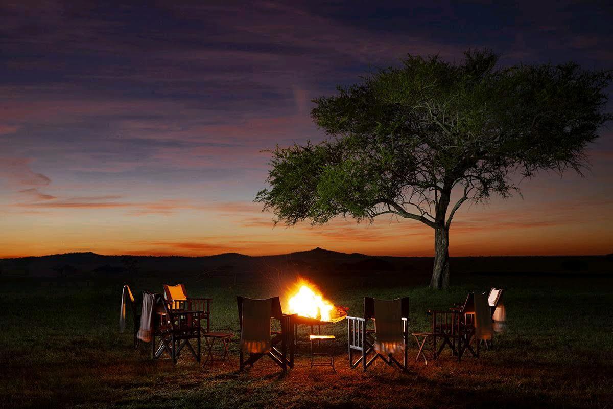 Intimate Camp zebra