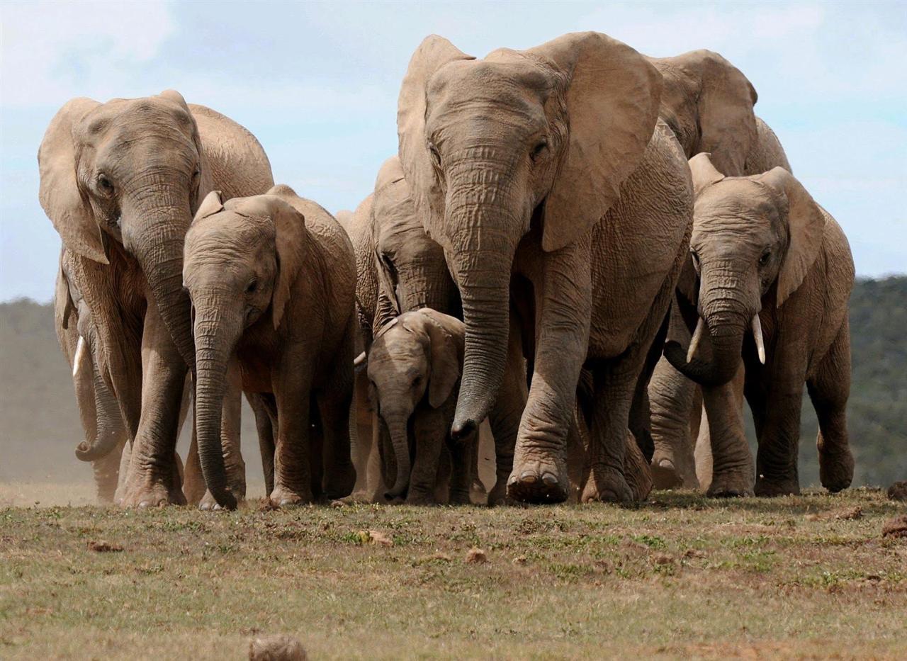 How Colours Africa Tours and Safaris Elevates Your Tanzanian Adventure