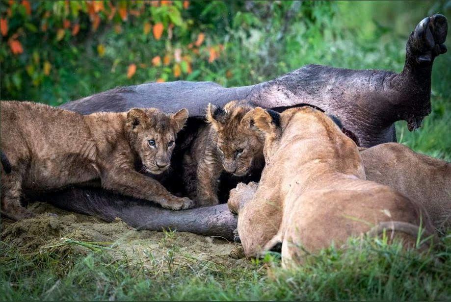 A Complete Guide to Primate Safaris in Tanzania