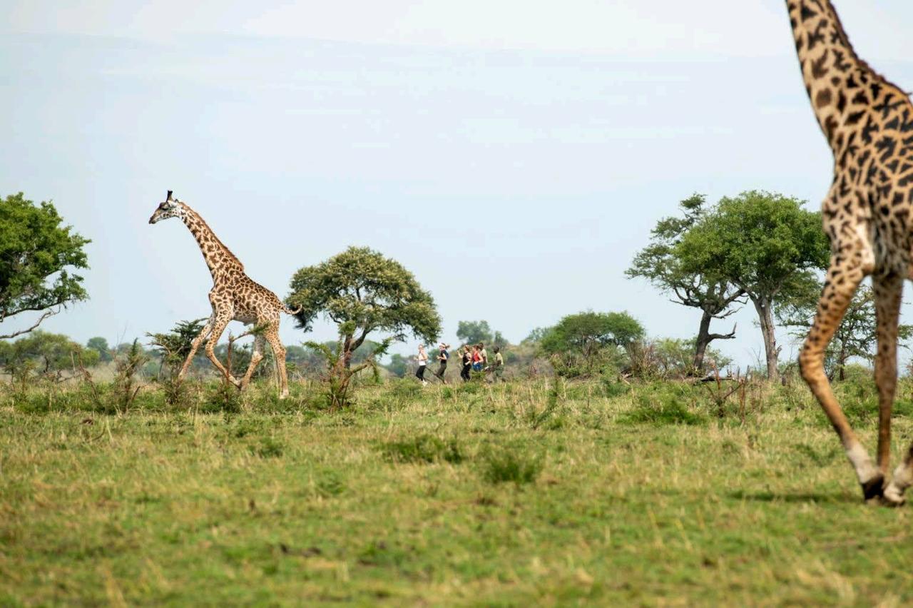 Family Safari from Zanzibar: Best Packages for Kids